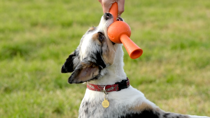 Illustration for article titled Treat-Dispensing Chew Toys That Fit Your Dog's Tennis Ball Launcher